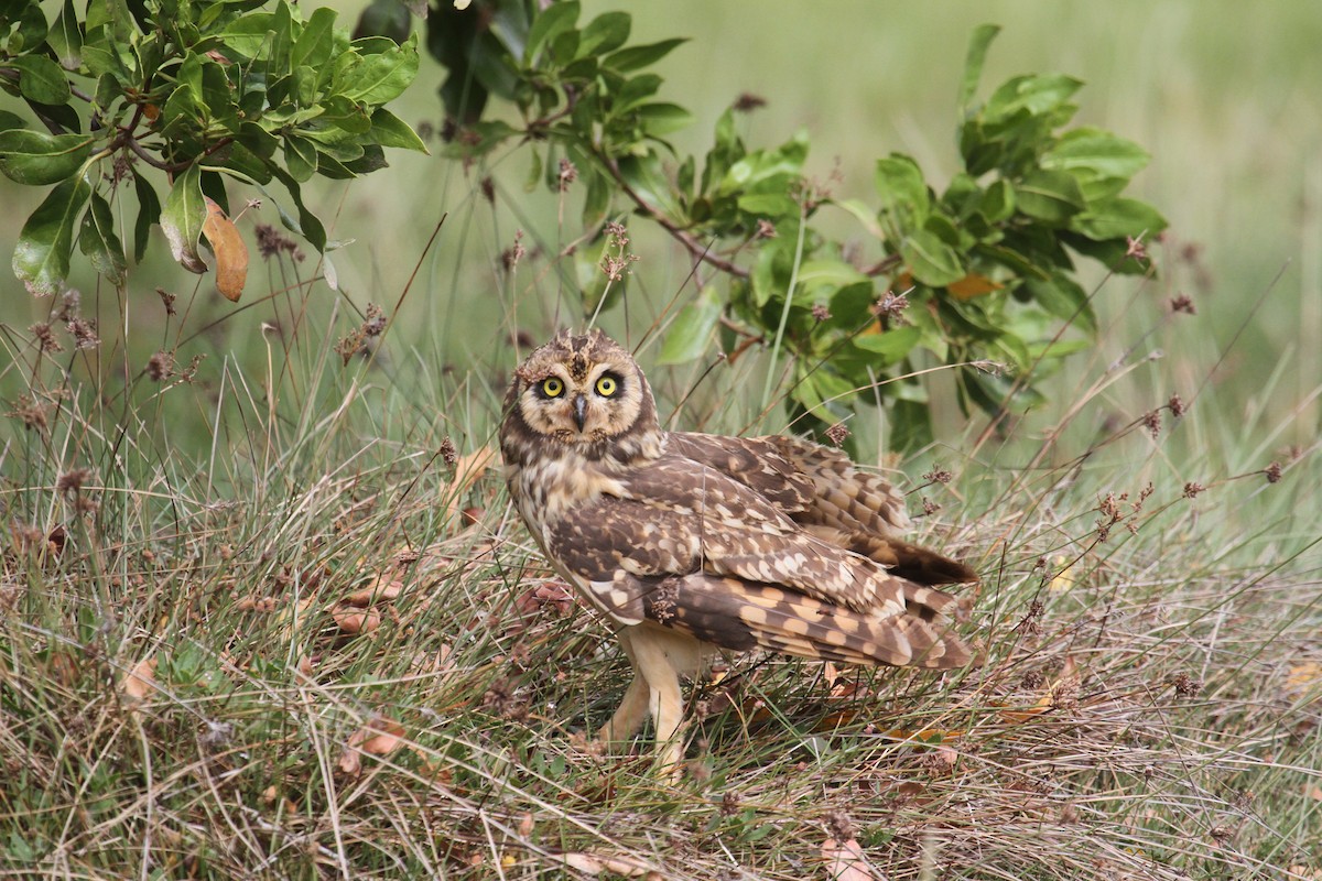 Short-eared Owl (Antillean) - ML350485431