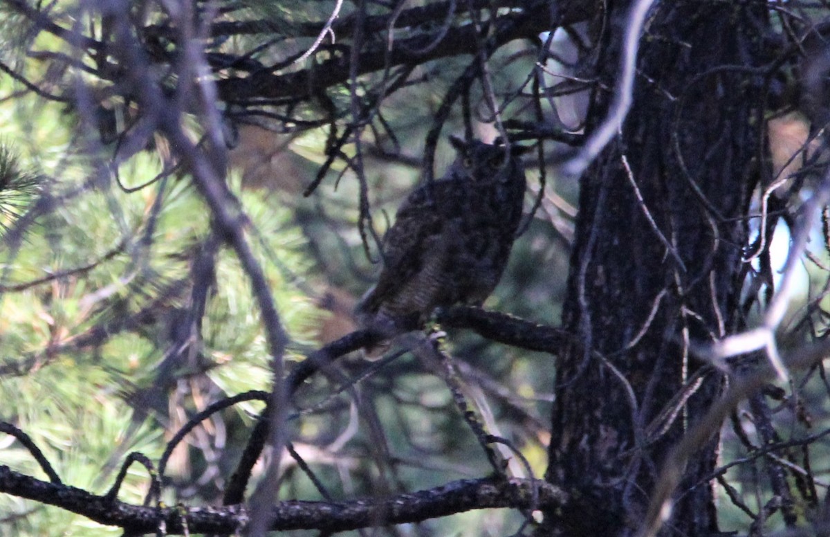 Great Horned Owl - ML350486451