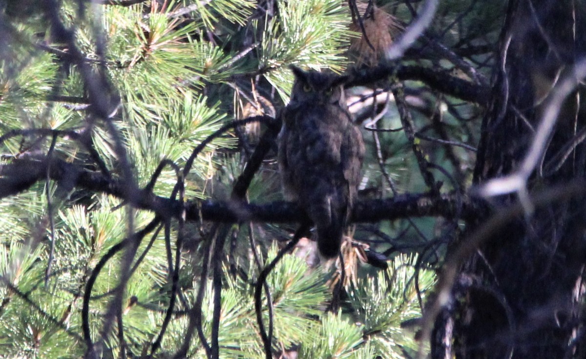 Great Horned Owl - ML350486511