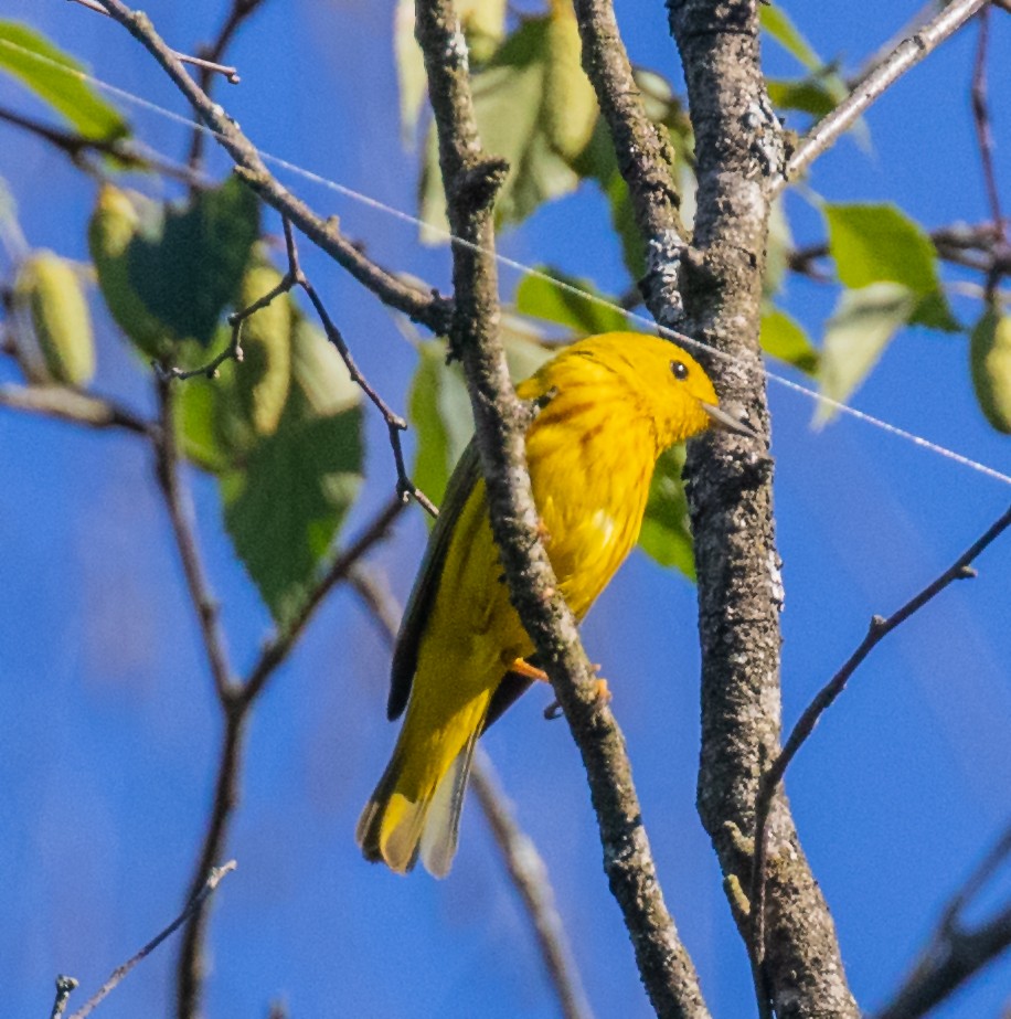 Yellow Warbler - David Hoar