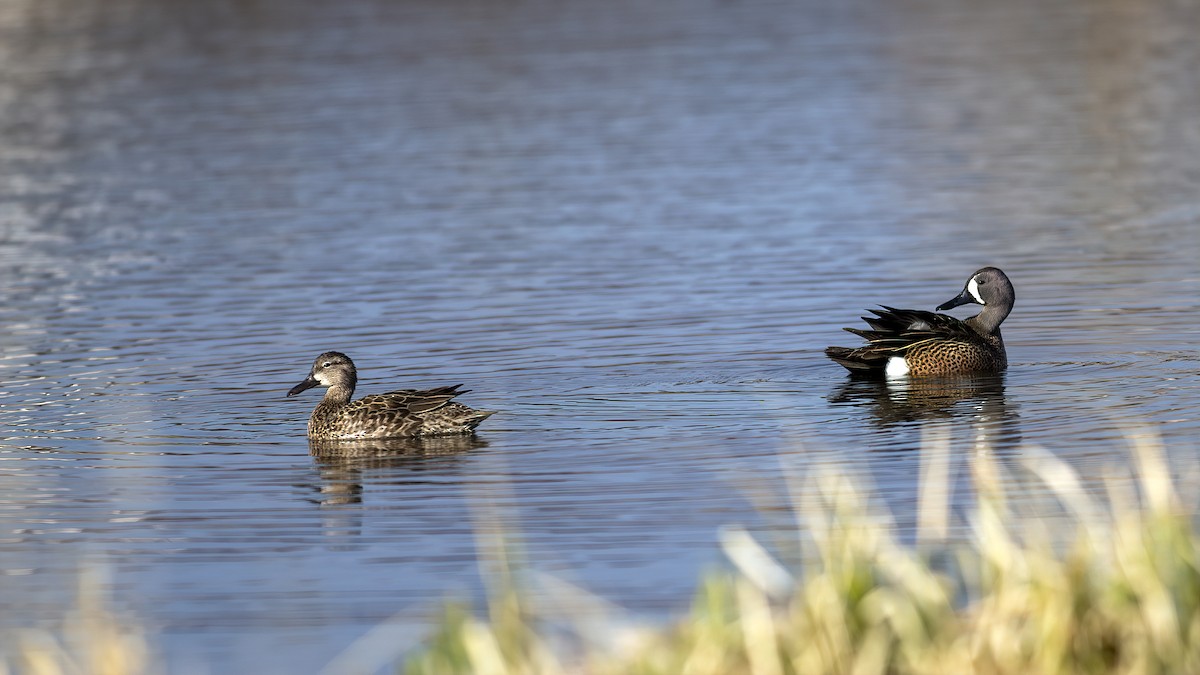 Blue-winged Teal - Peter Arnold