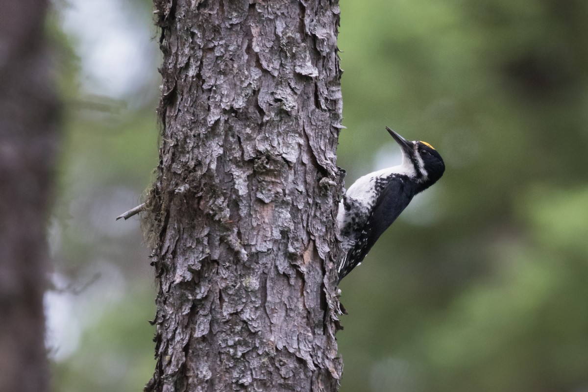 Black-backed Woodpecker - Johannes Nelson