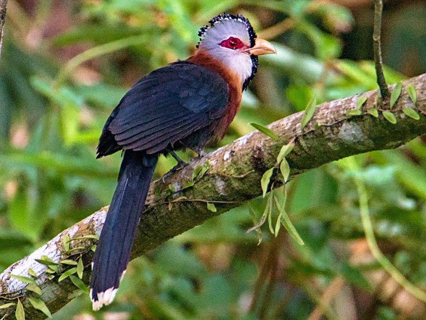 Scalefeathered Malkoha eBird