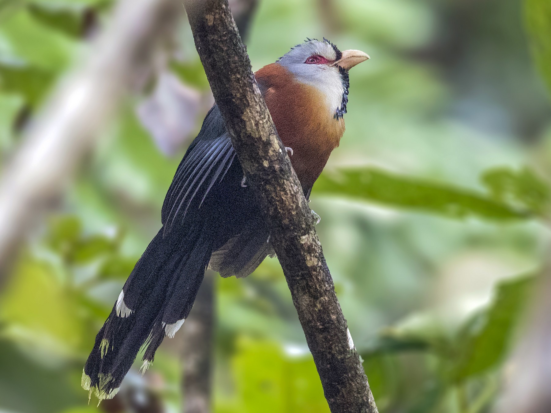 Scalefeathered Malkoha eBird