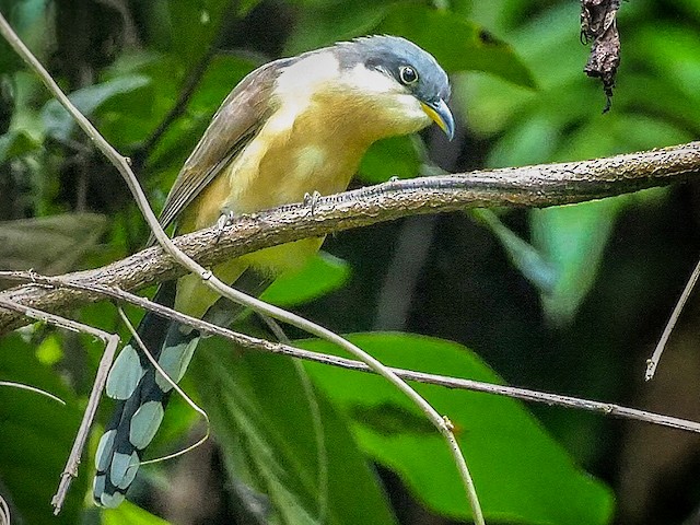 Cocco Cocko 首。 Photos - Cocos Cuckoo - Coccyzus ferrugineus - Birds of the