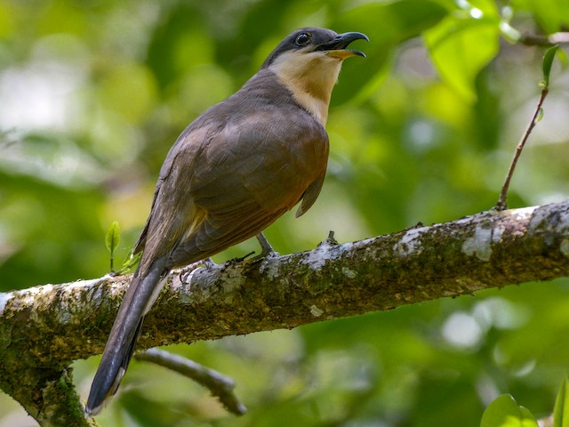 Cocco Cocko 首。 Photos - Cocos Cuckoo - Coccyzus ferrugineus - Birds of the
