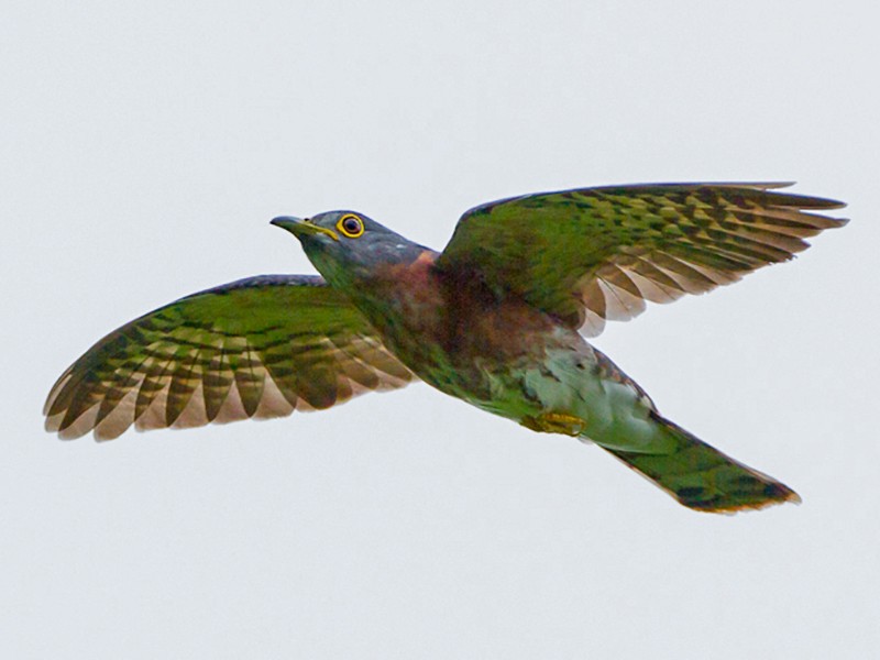 Philippine Hawk-Cuckoo - Frédéric PELSY