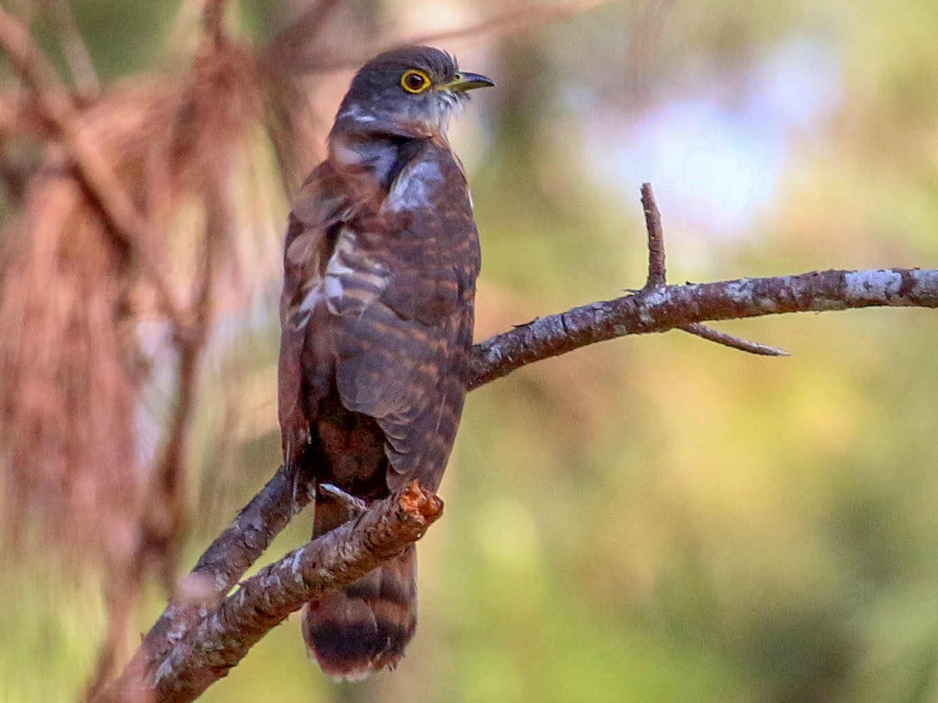 Philippine Hawk-Cuckoo - Allison Miller