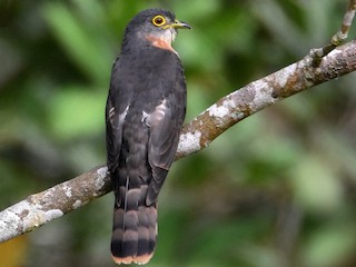  - Philippine Hawk-Cuckoo