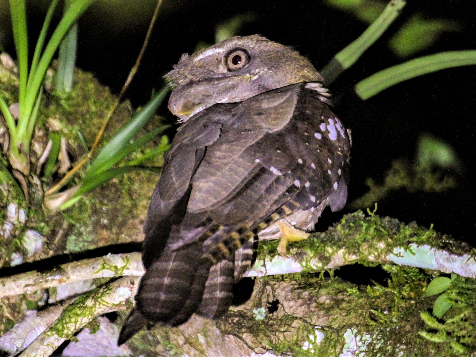 Solomons Frogmouth - Charles Davies