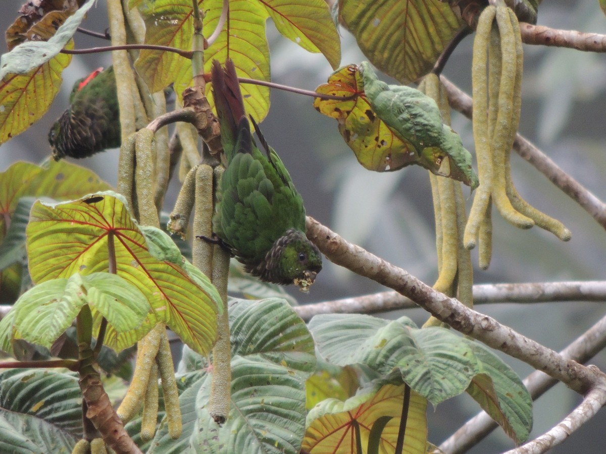 Maroon-tailed Parakeet - Ottavio Janni