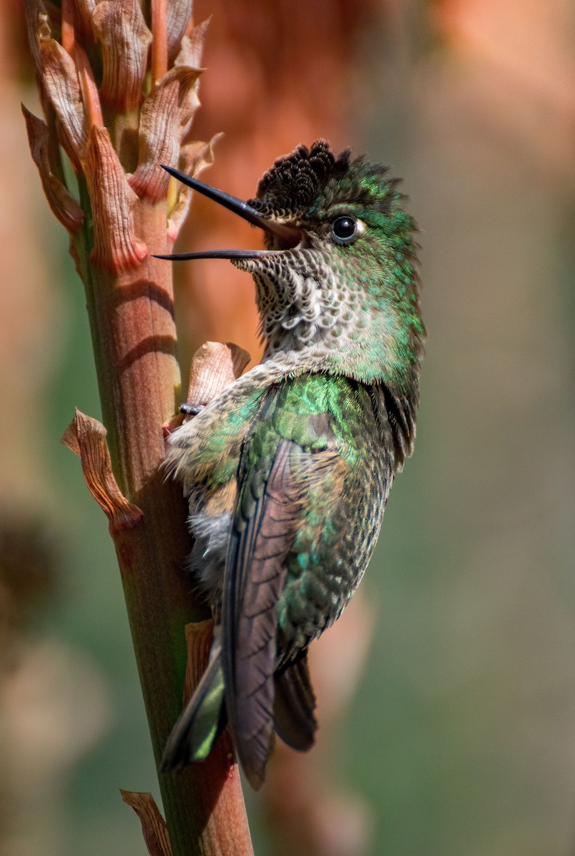 Green-backed Firecrown - ML350523681