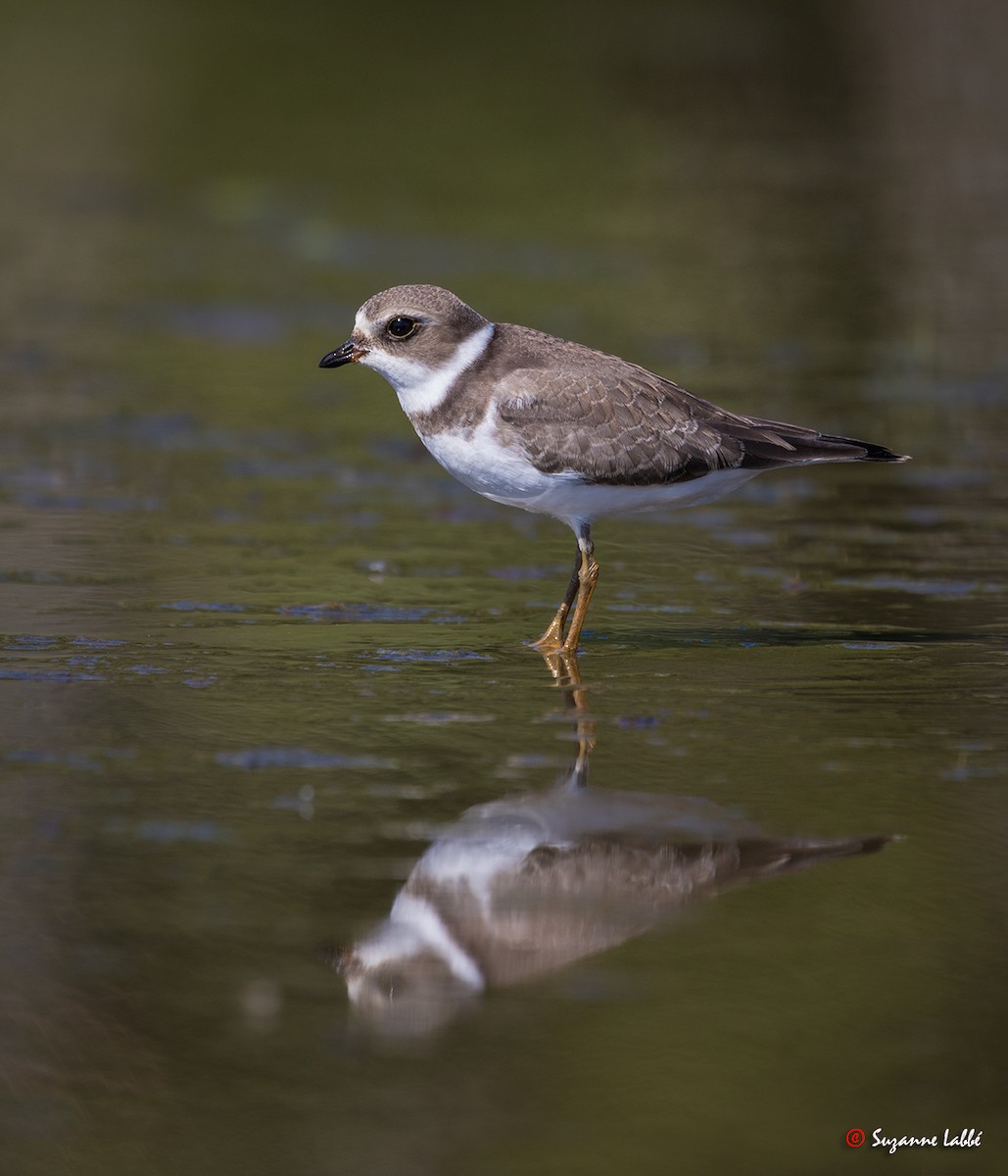 Semipalmated Plover - ML35052601