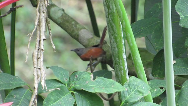 Rufous-breasted Spinetail - ML350526921