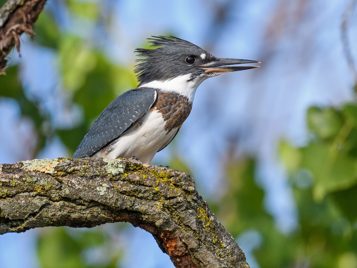 Belted Kingfisher - Tom Warren