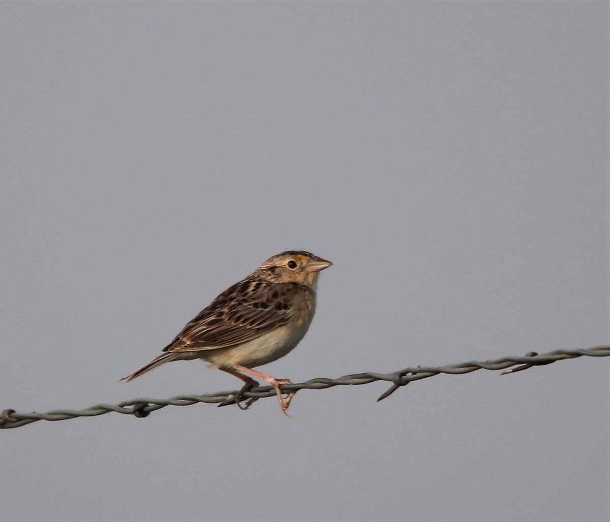 Grasshopper Sparrow - ML350534091