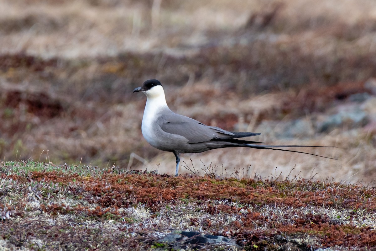 Long-tailed Jaeger - ML350535561