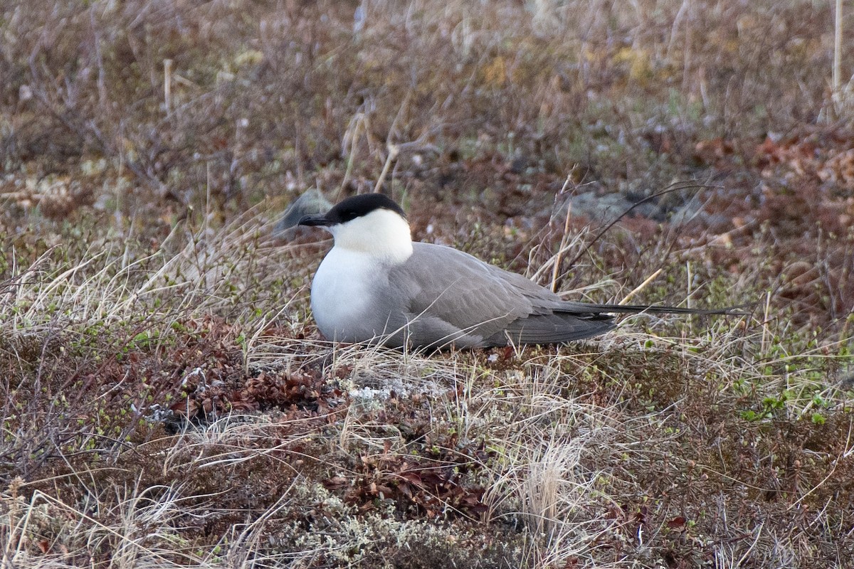 Long-tailed Jaeger - ML350535651