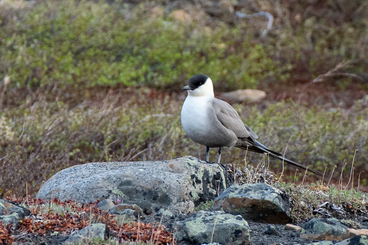 Long-tailed Jaeger - ML350535661