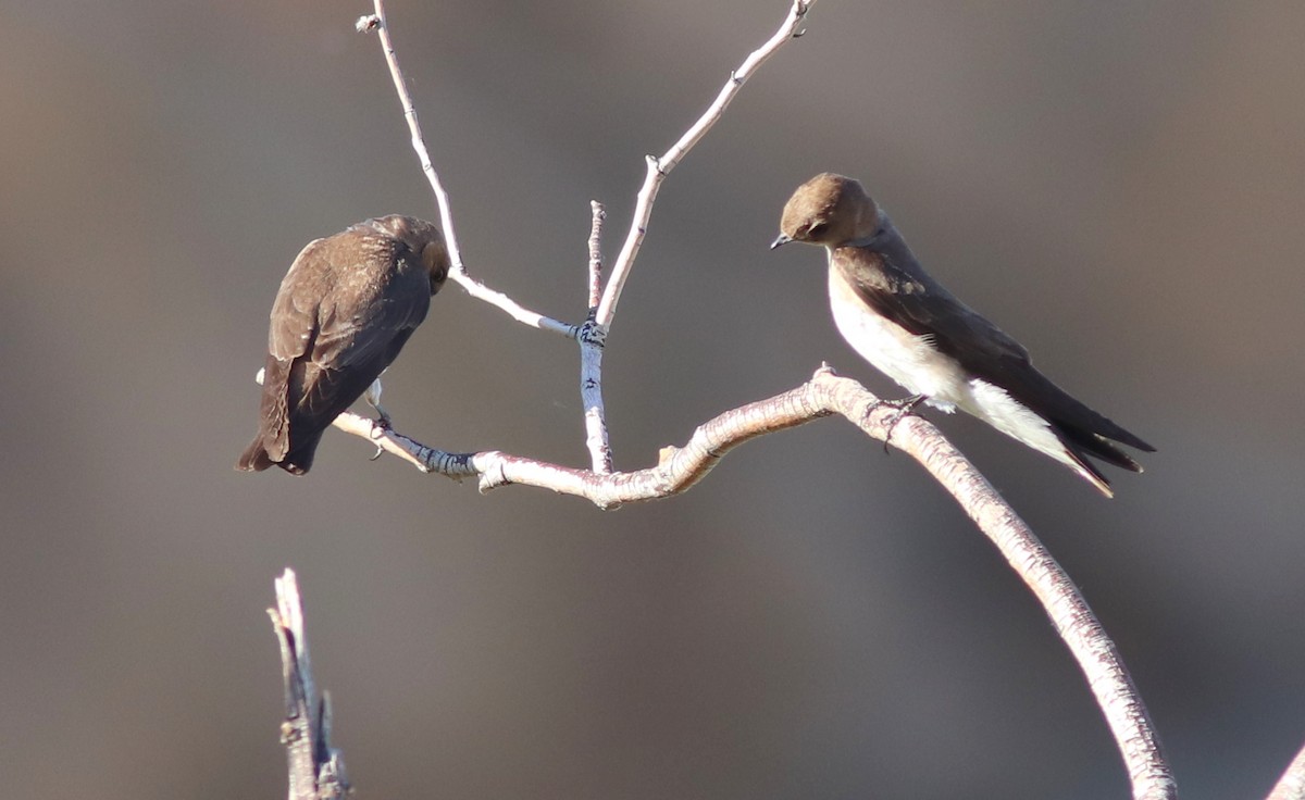 Northern Rough-winged Swallow - ML350543551