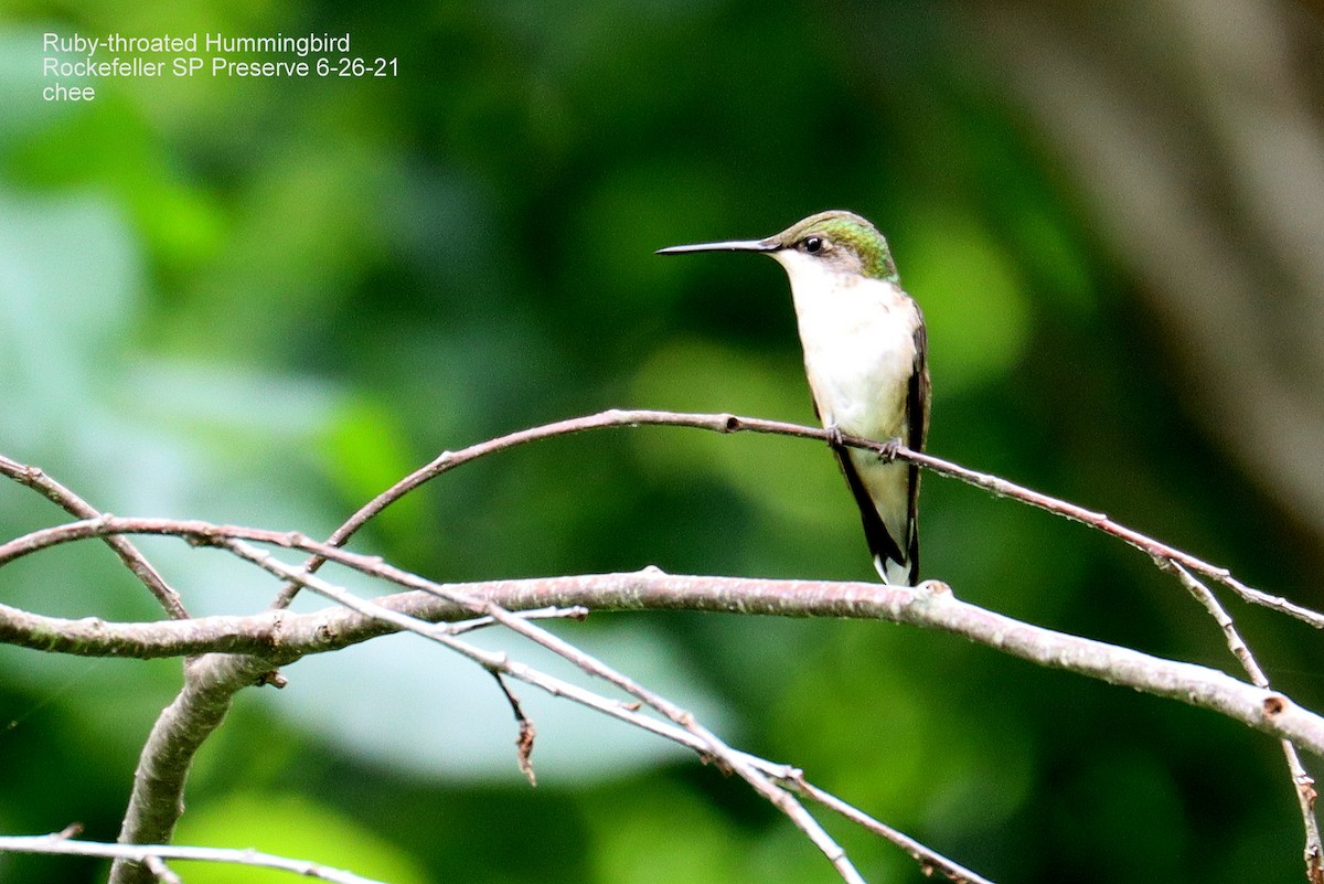Ruby-throated Hummingbird - Chee Wok Yong
