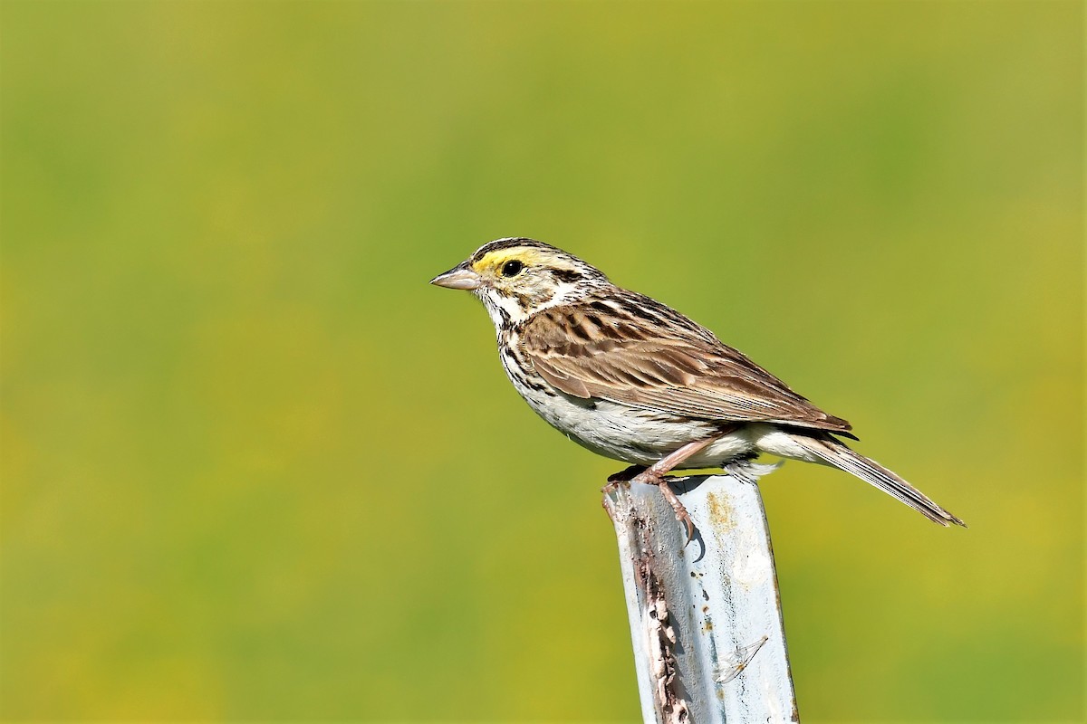 Savannah Sparrow - ML350546951