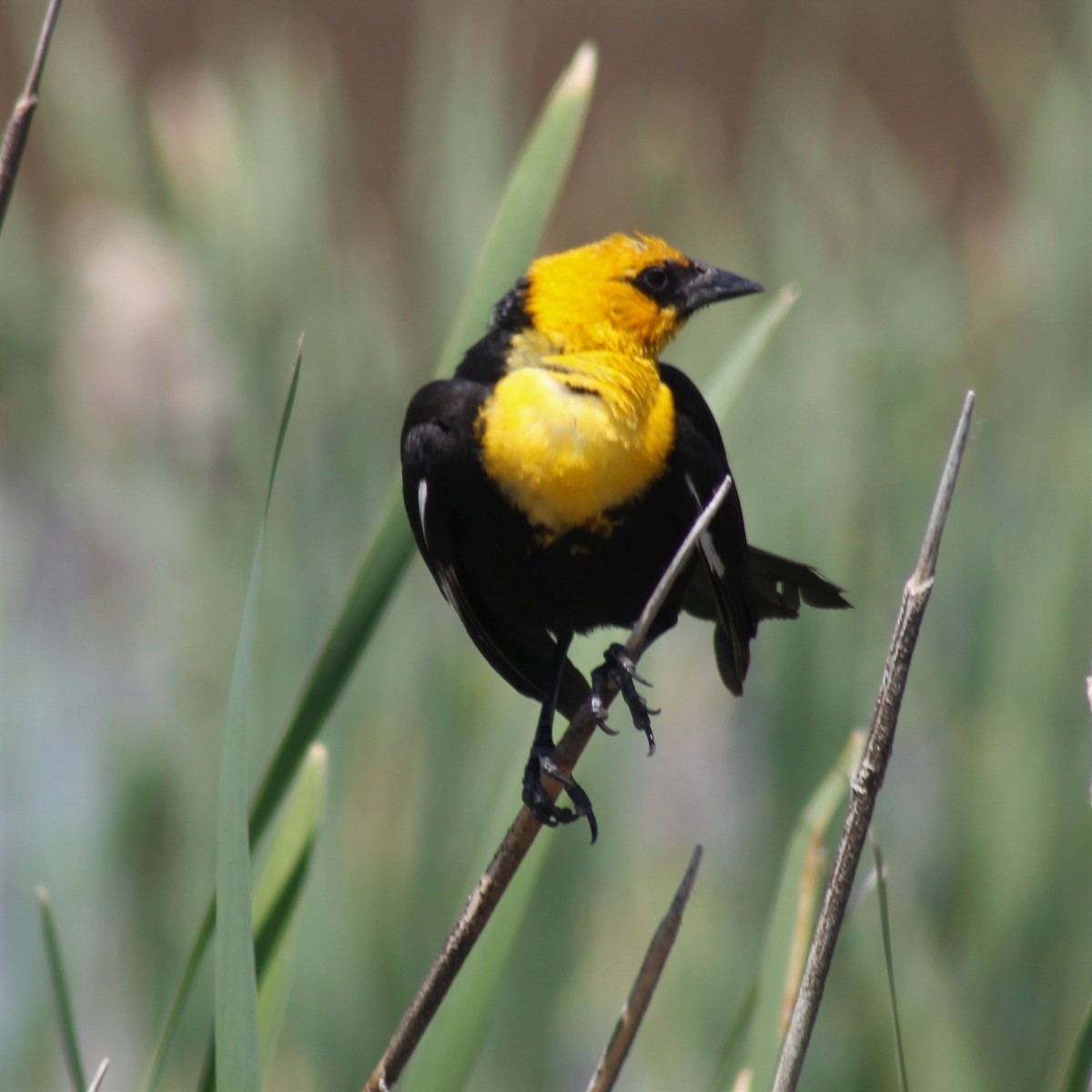 Yellow-headed Blackbird - ML350547571