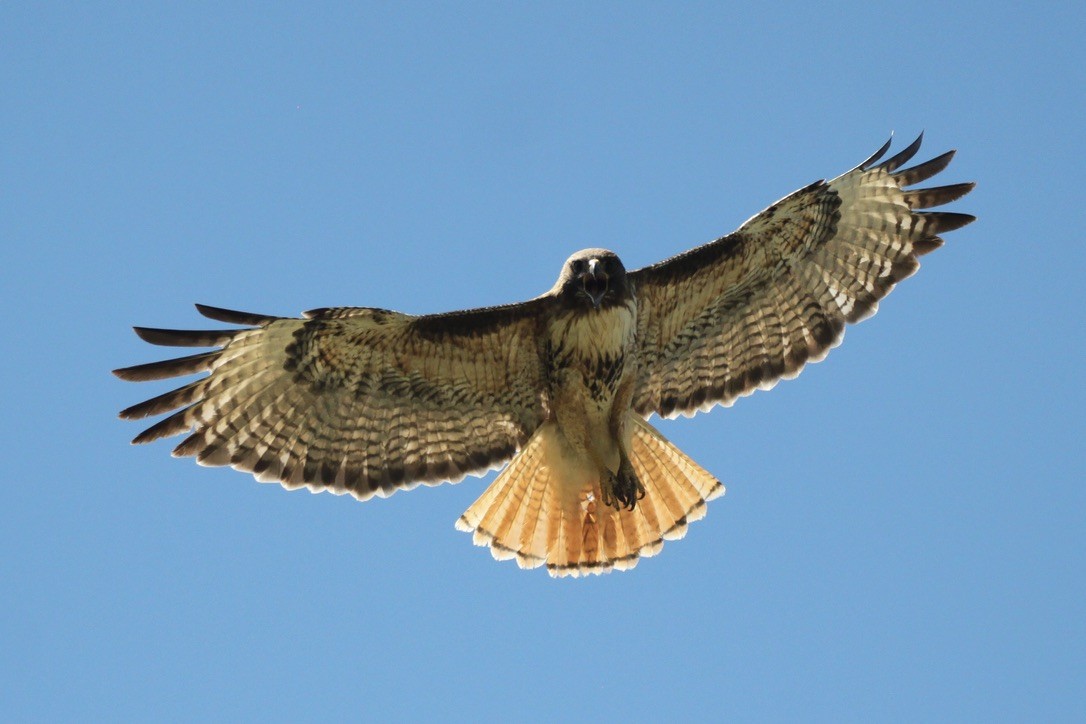 Red-tailed Hawk - ML350553521
