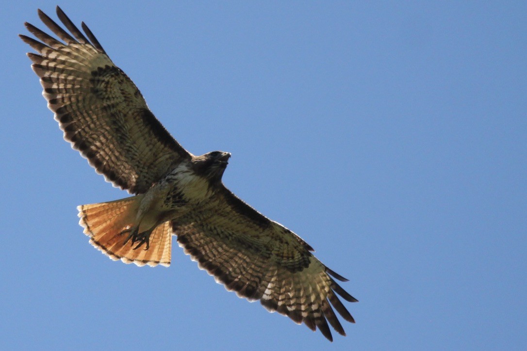 Red-tailed Hawk - ML350553541