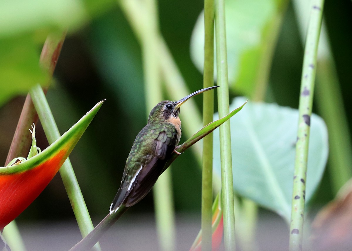 Полосатохвостый колибри-отшельник - ML350560161