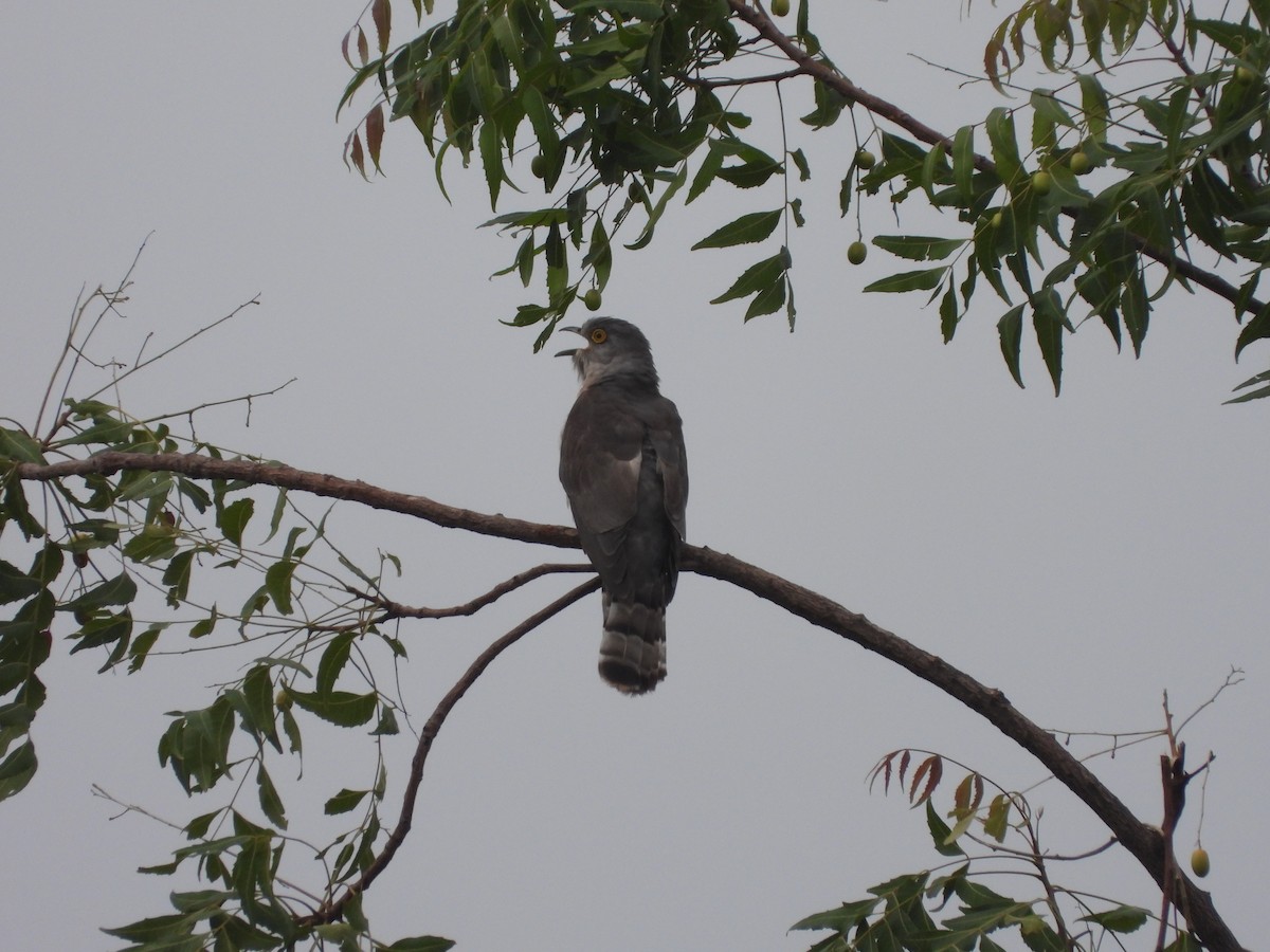 Common Hawk-Cuckoo - ML350563461