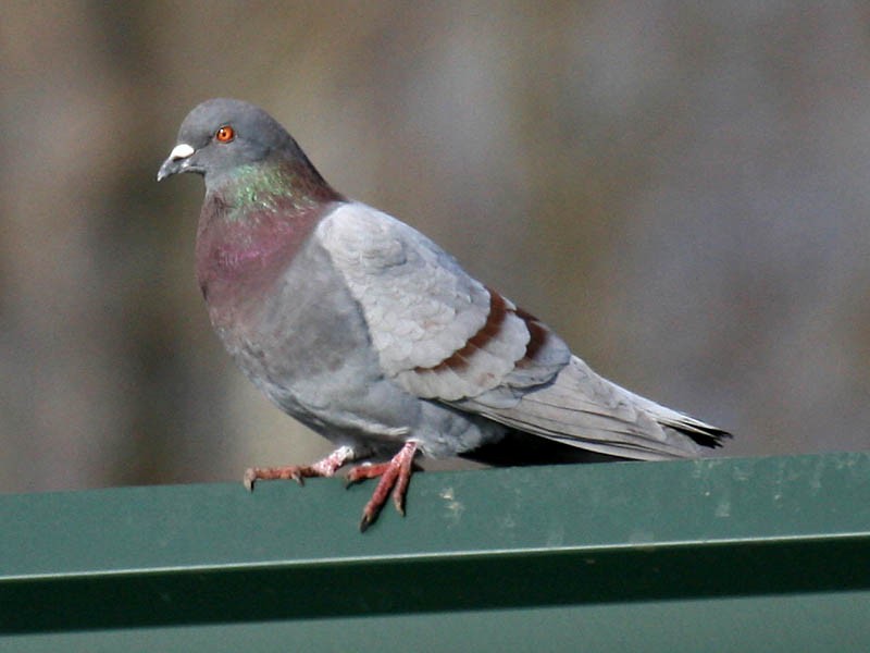 Rock Pigeon (Feral Pigeon) - Greg Gillson