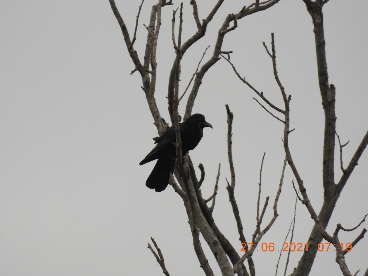 Large-billed Crow - ML350573001