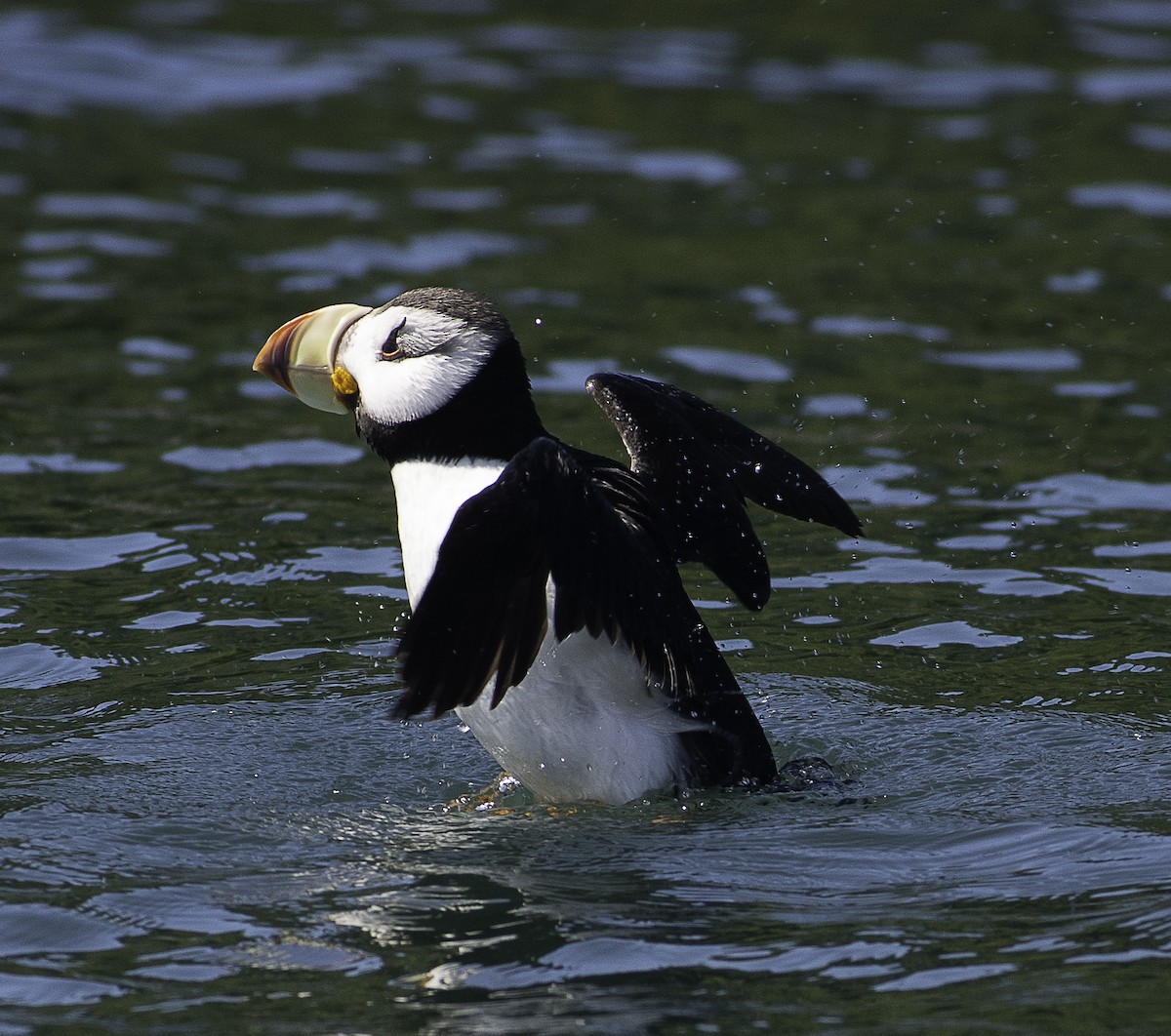 Horned Puffin - ML350574381