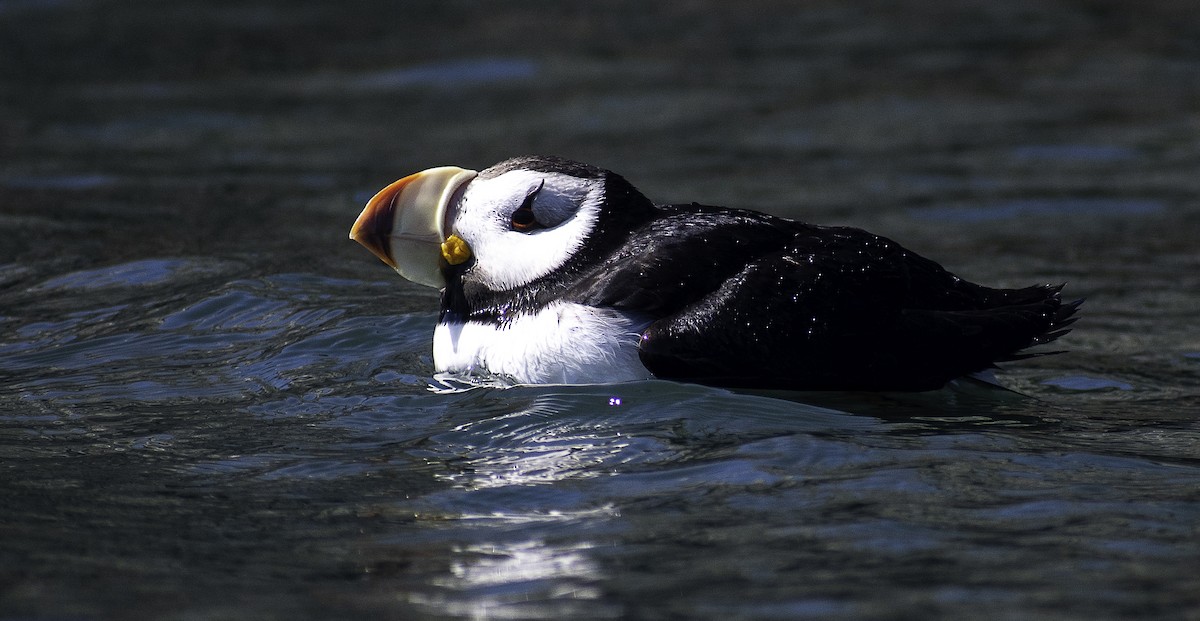 Horned Puffin - ML350574441