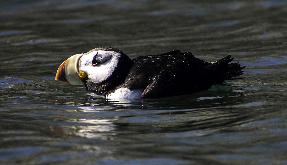 Horned Puffin - ML350574451