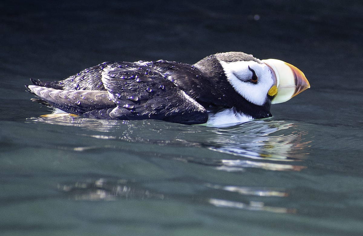 Horned Puffin - ML350574481