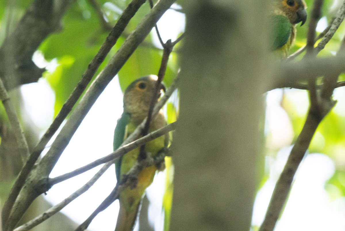 Brown-throated Parakeet - ML350575391
