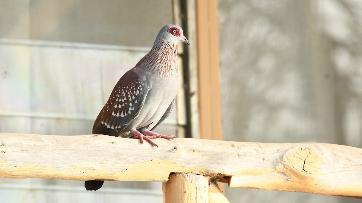 Speckled Pigeon - ML350583531