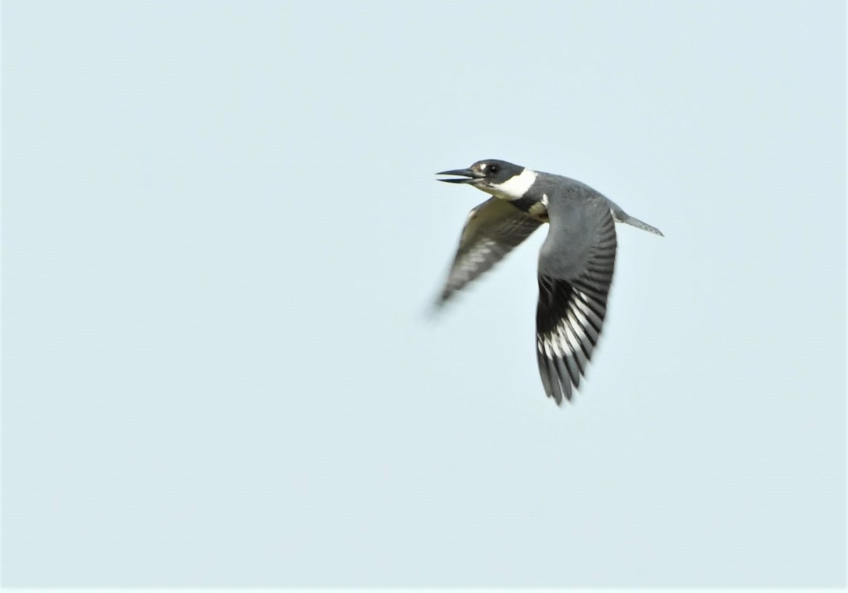 Belted Kingfisher - ML350597241