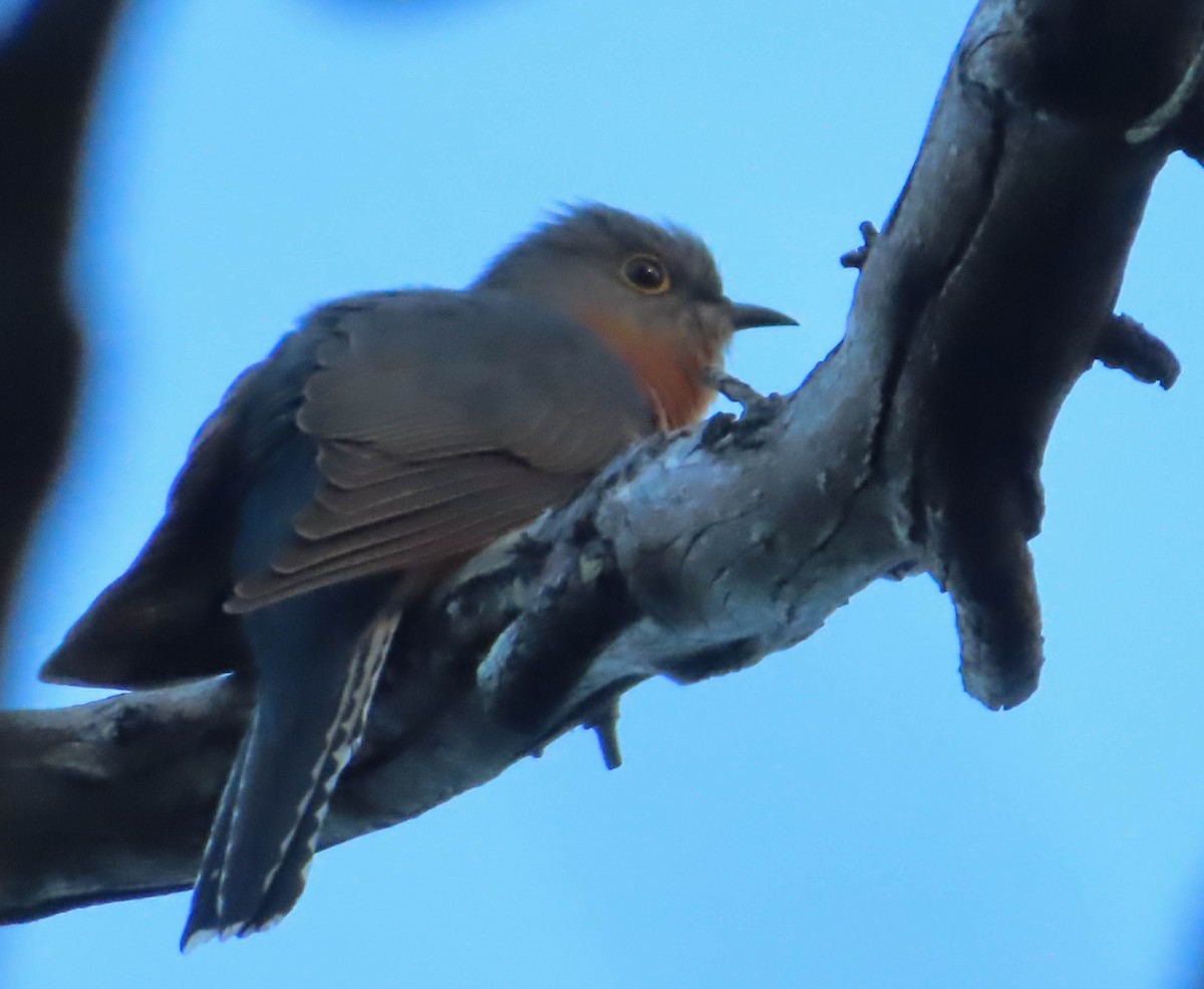 Fan-tailed Cuckoo - Paul Dobbie