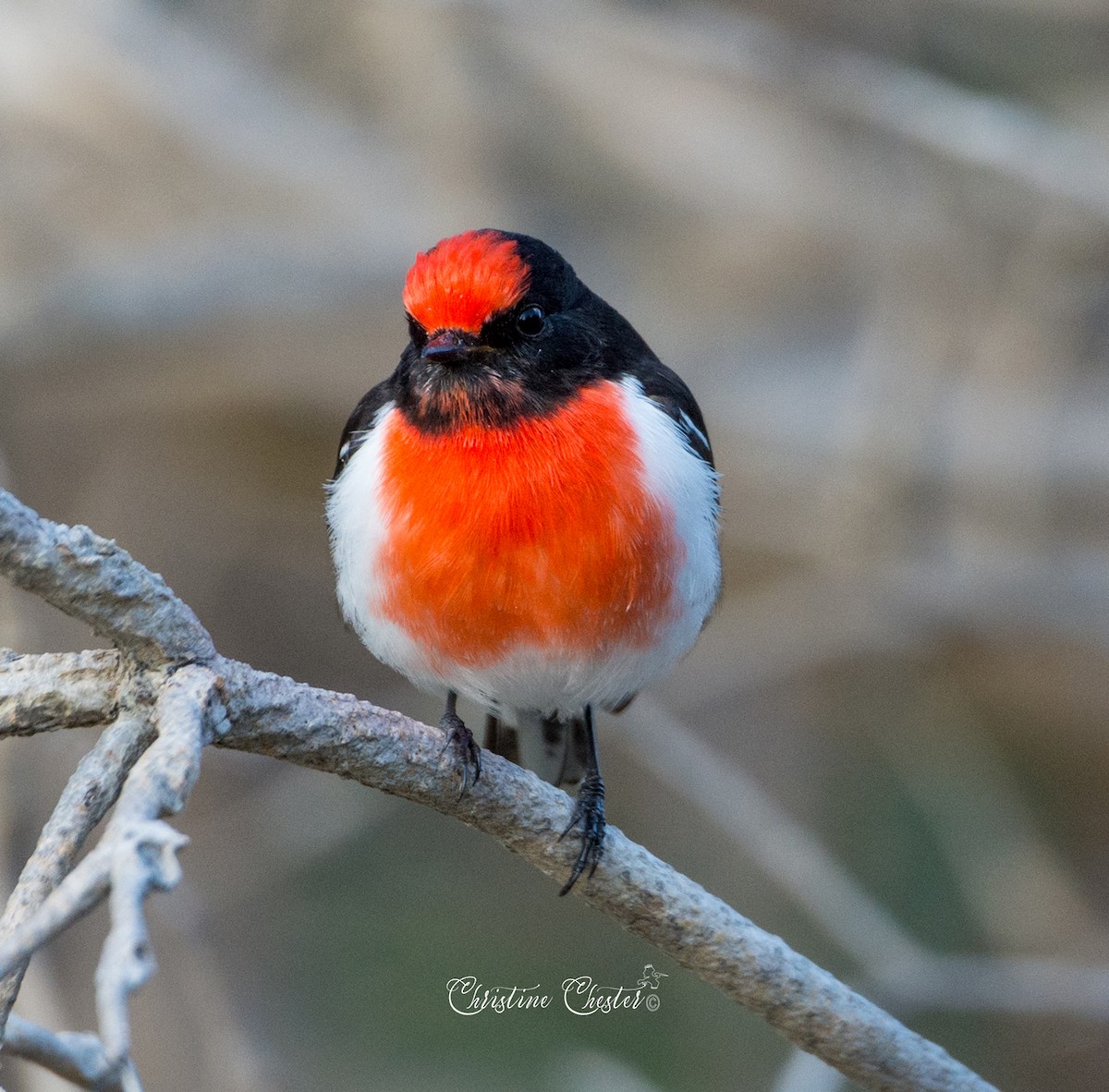 Red-capped Robin - ML350605021