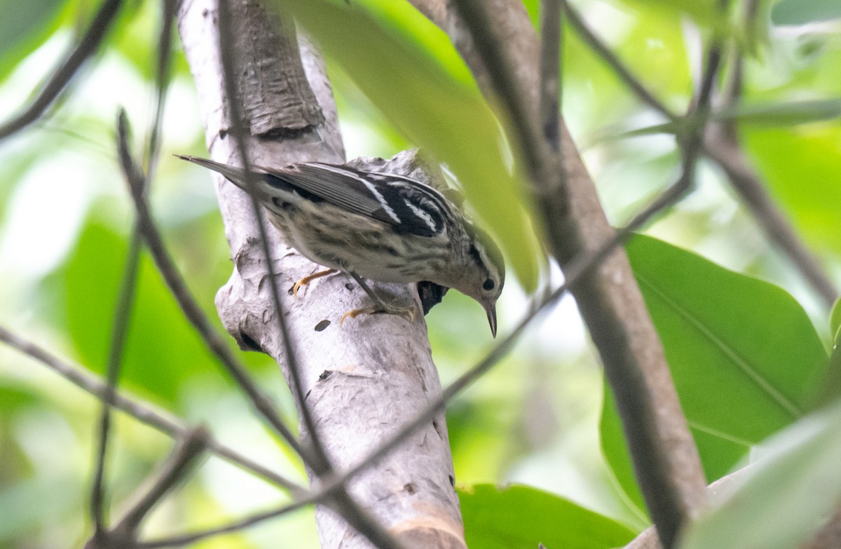 Black-and-white Warbler - ML350606561