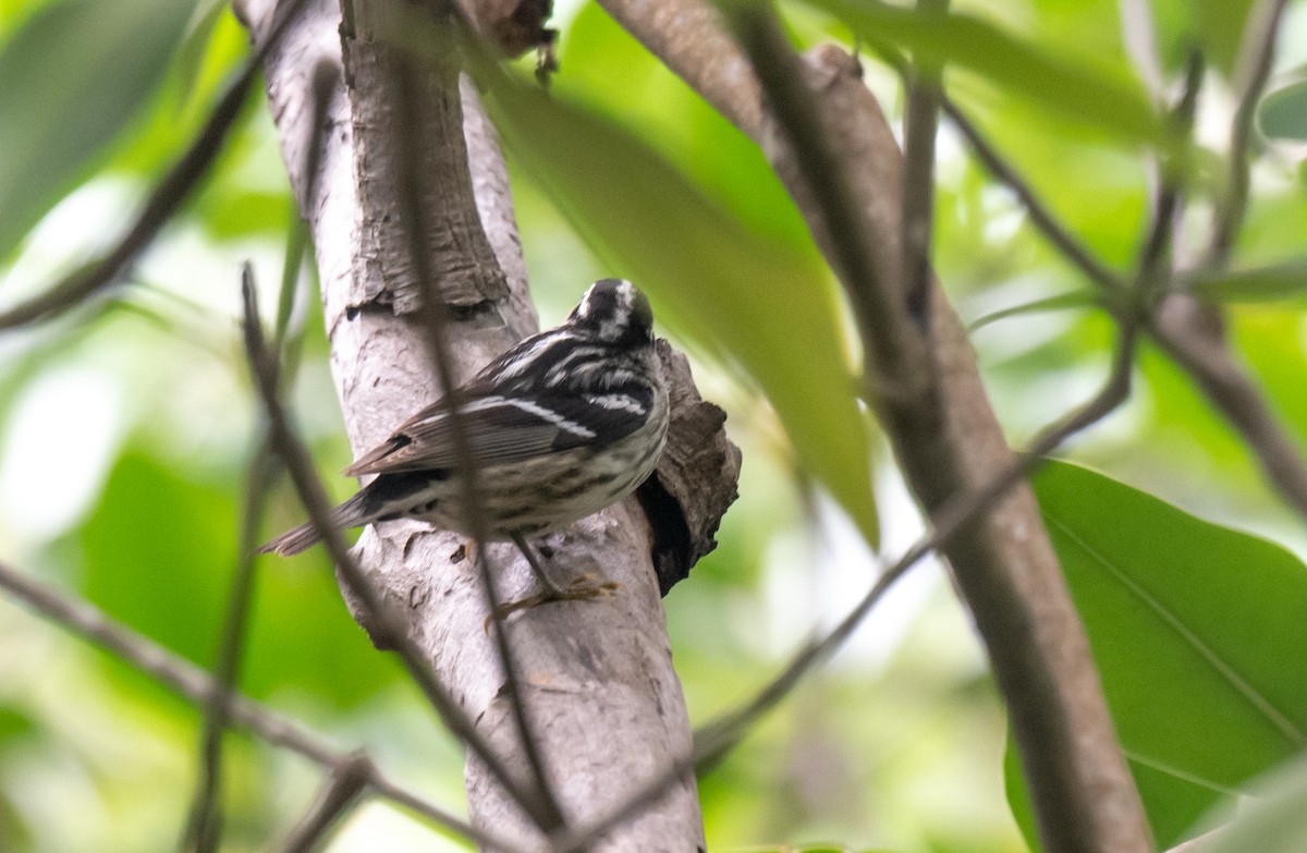 Black-and-white Warbler - ML350606571