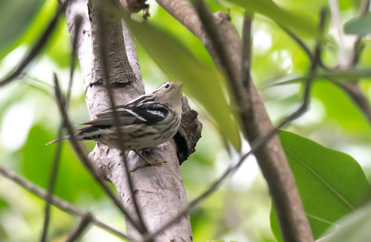 Black-and-white Warbler - ML350606581