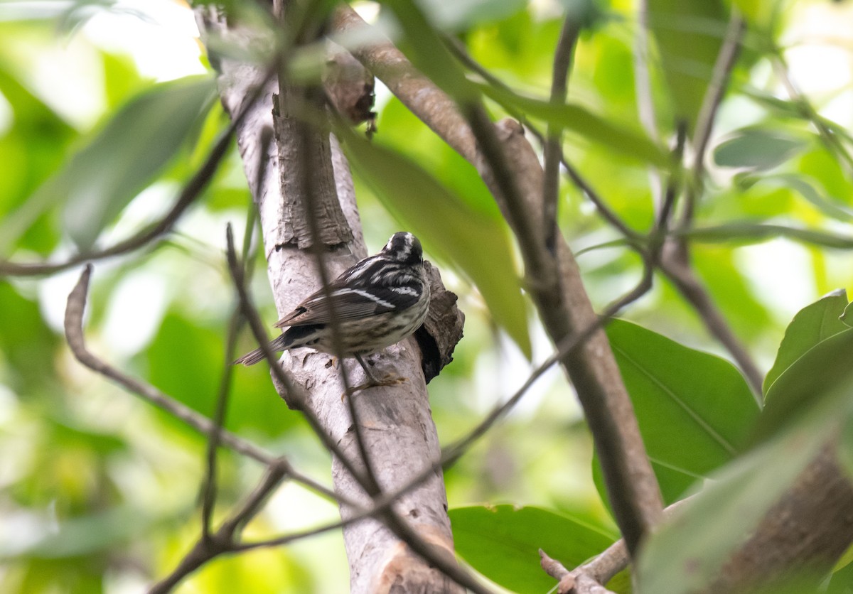 Black-and-white Warbler - ML350606591