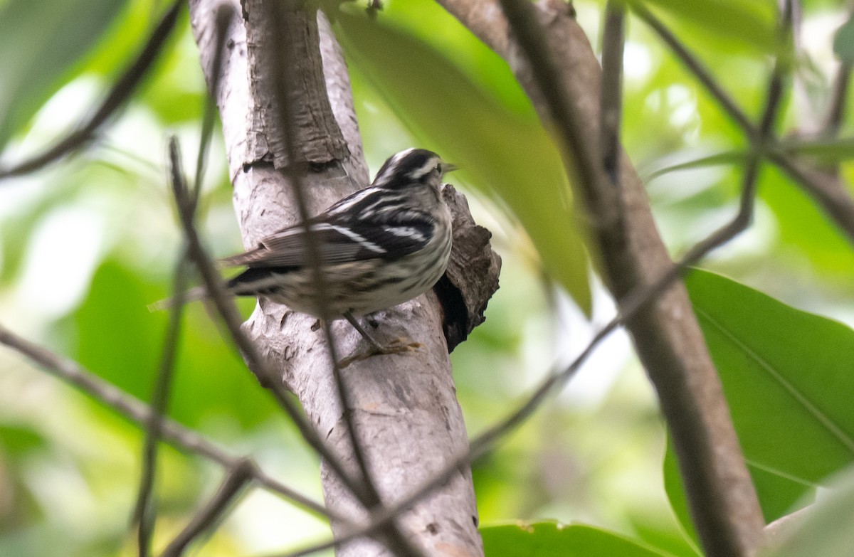 Black-and-white Warbler - ML350606601