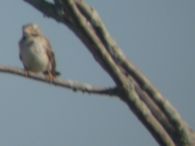 Lark Sparrow - Anonymous