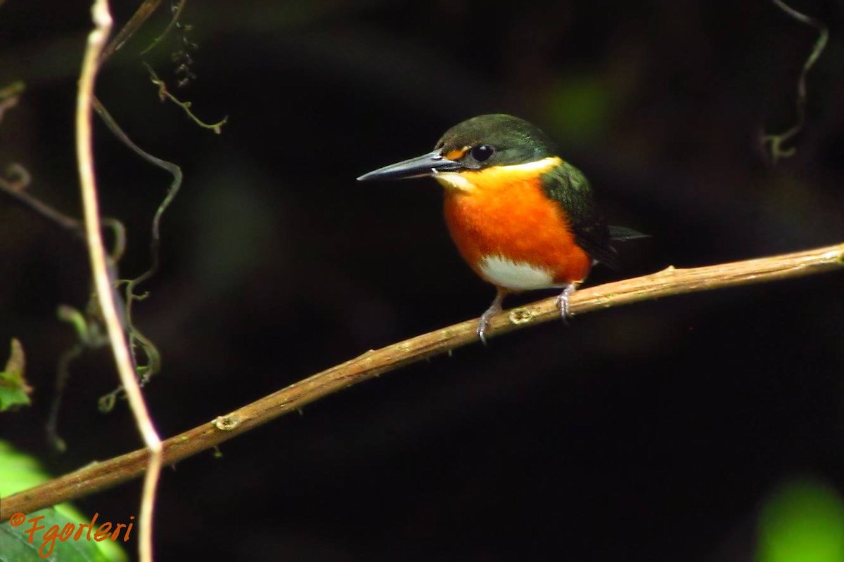 American Pygmy Kingfisher - Fabricio C. Gorleri