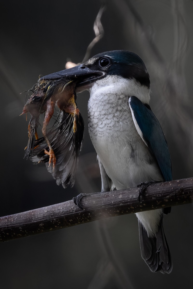 Collared Kingfisher - Julie Edgley
